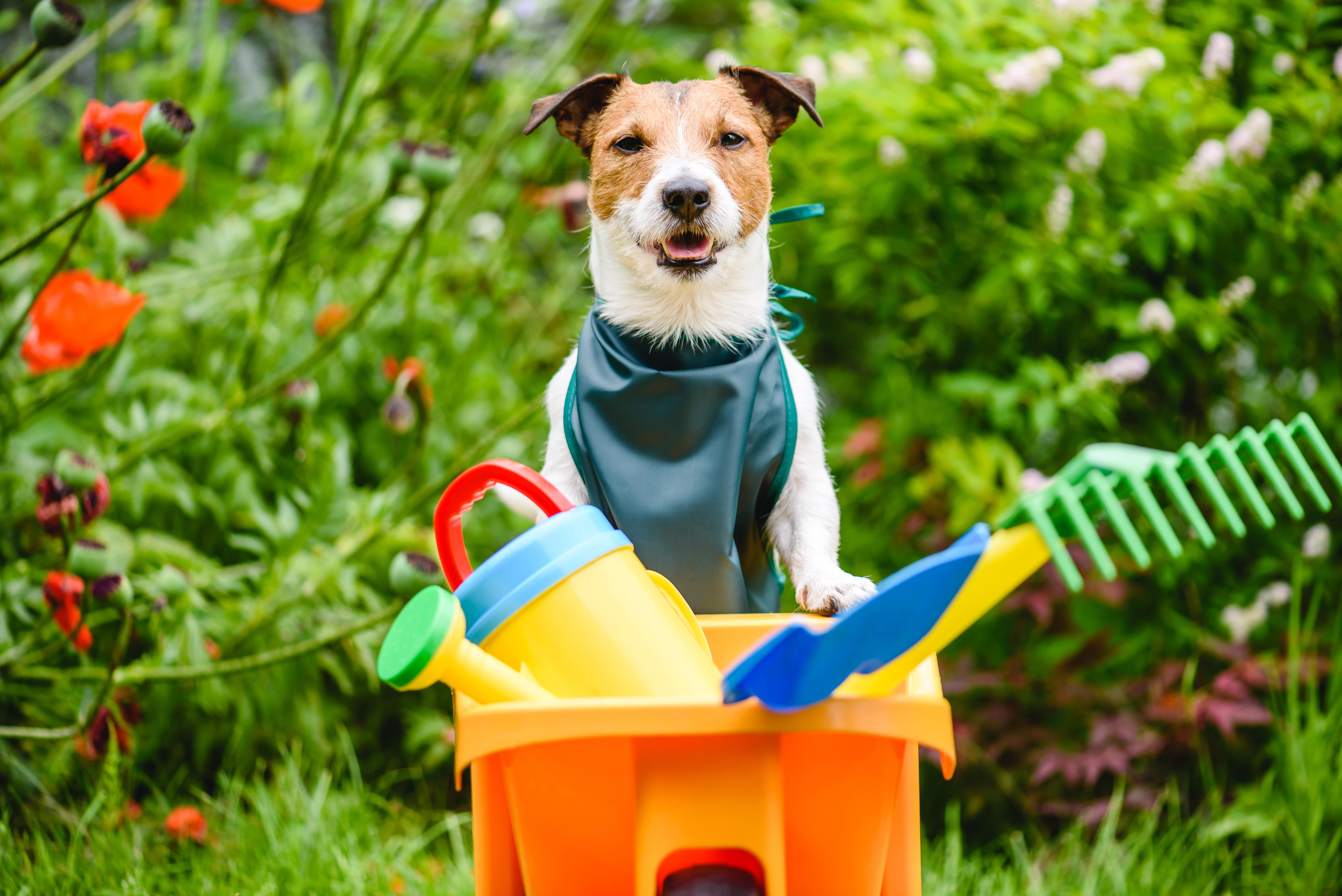 Beginner's Guide To Setting Up The Perfect Dog-Friendly Garden