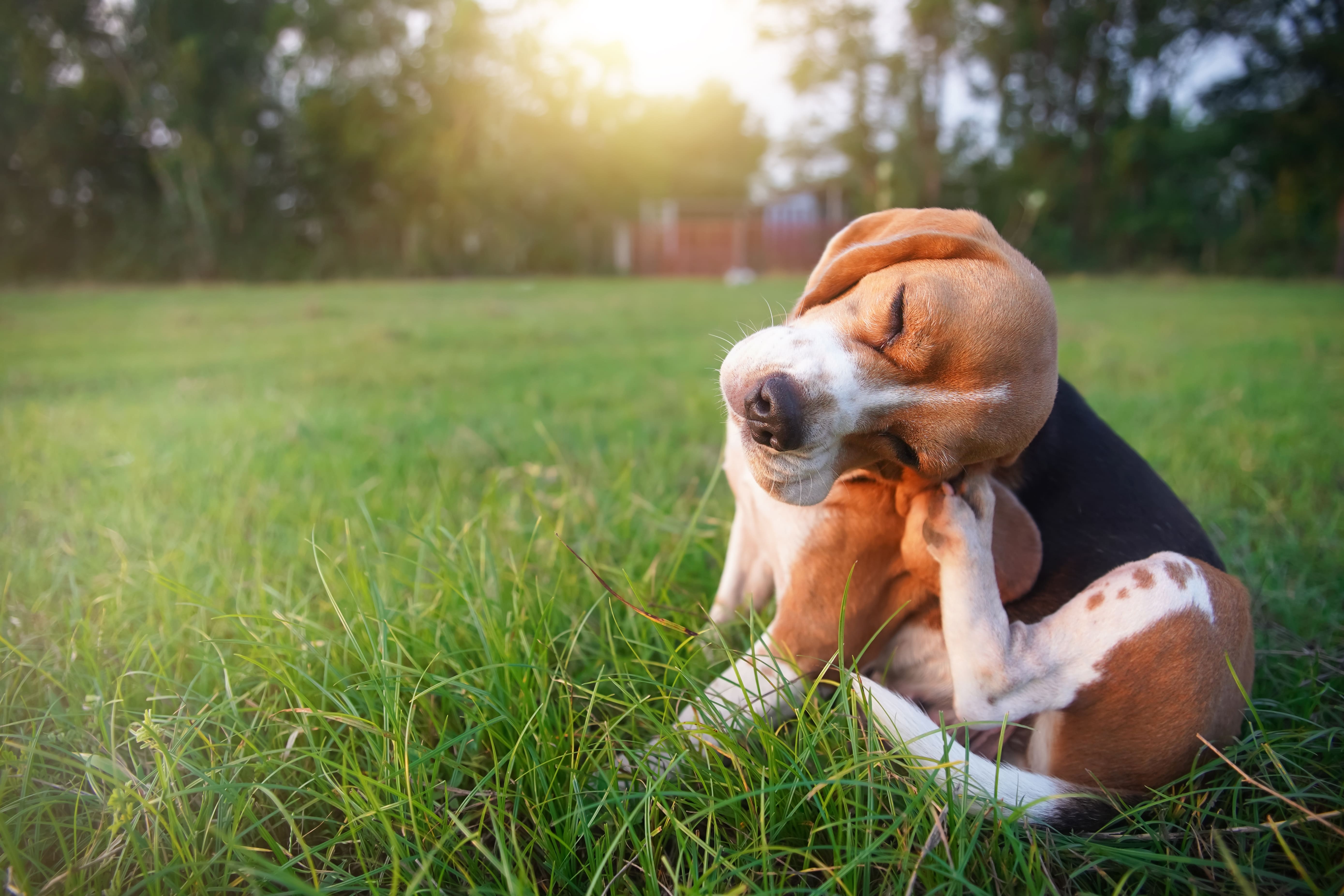 Flea Season UK: Seasonal Yearly Timeline