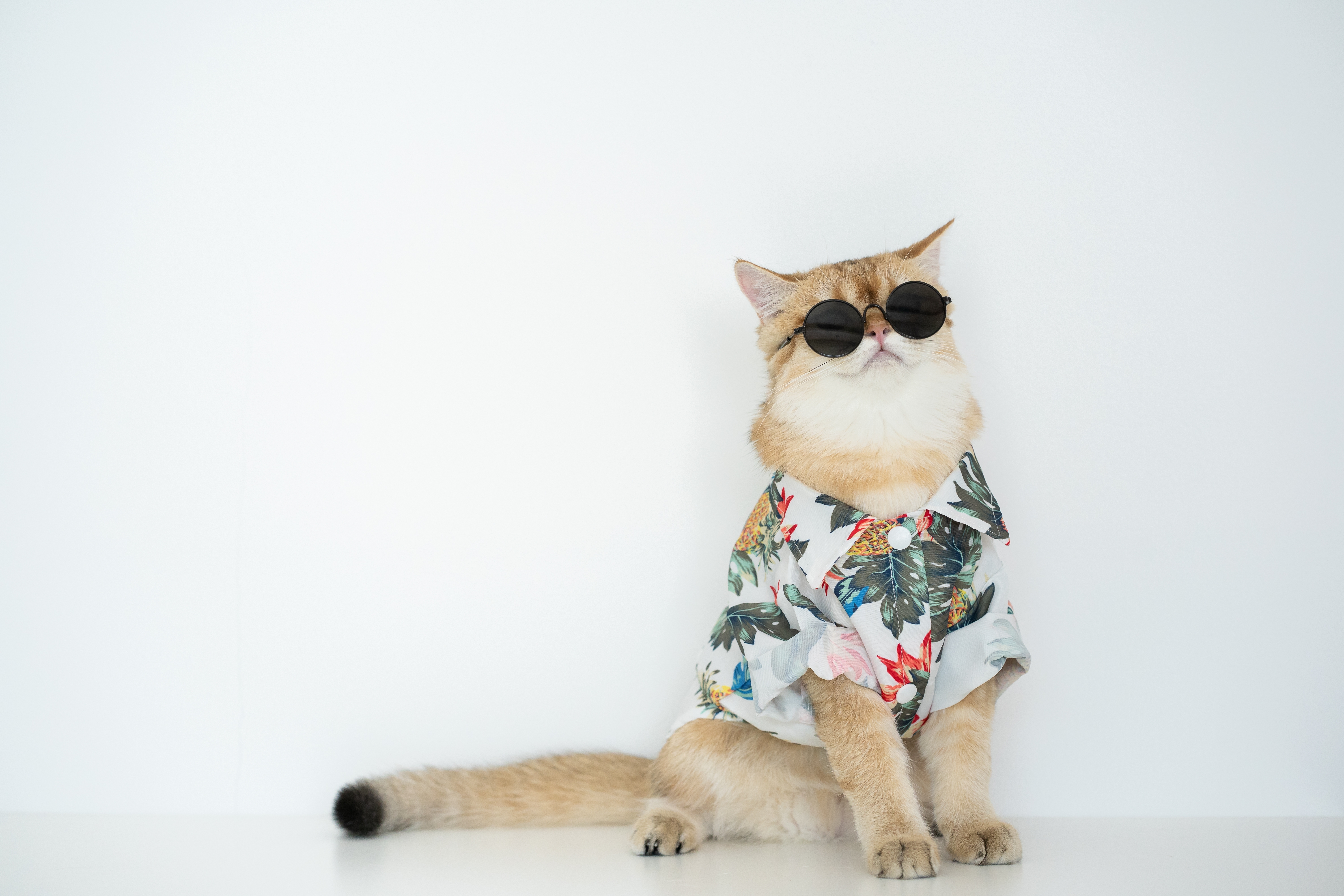 How To Help Your Pet Adjust to Longer Days & Warmer Weather