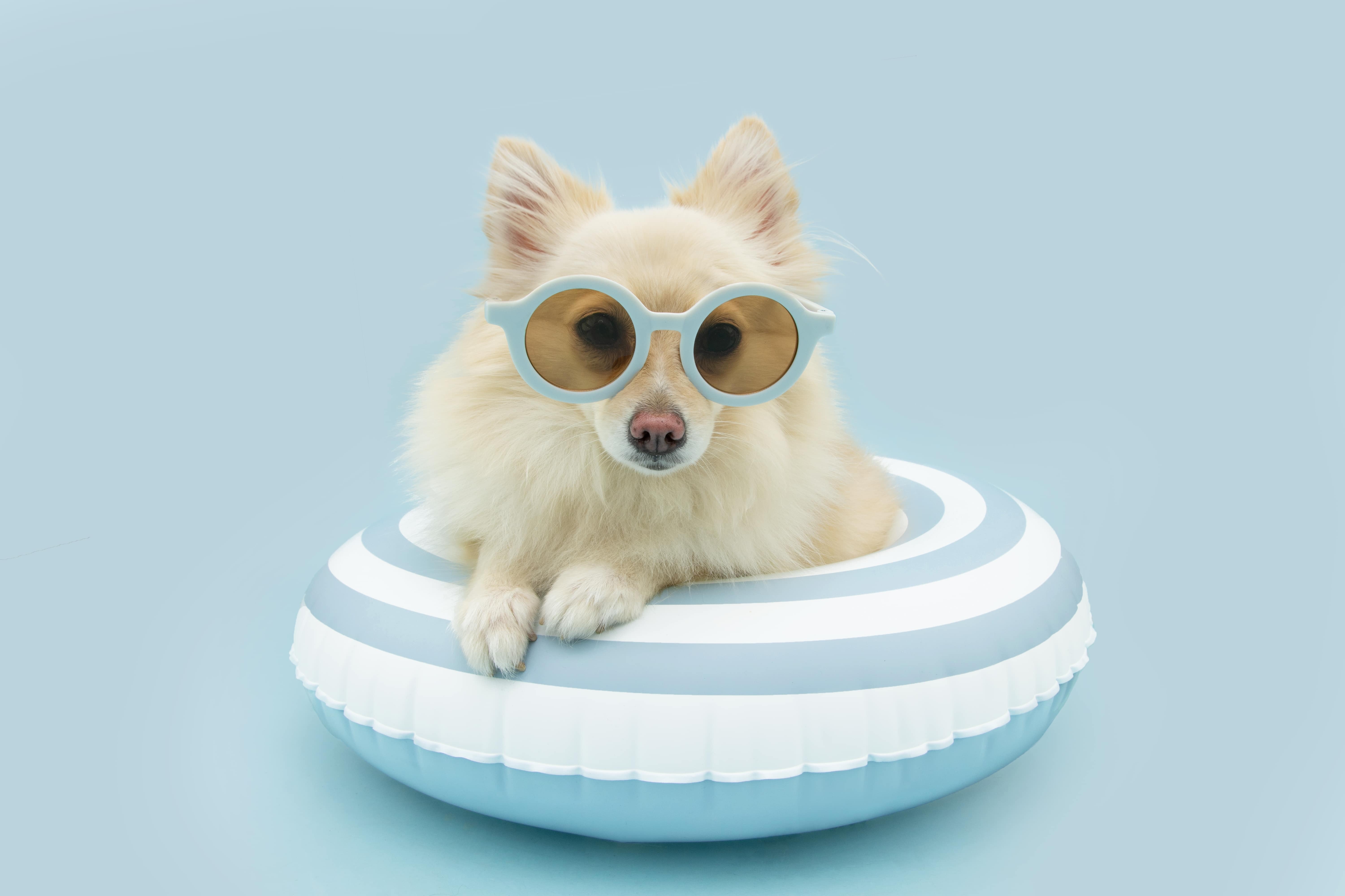 Summer Weather Care Guide For Dogs: How Can I Take Care Of My Dog In The Warm Weather