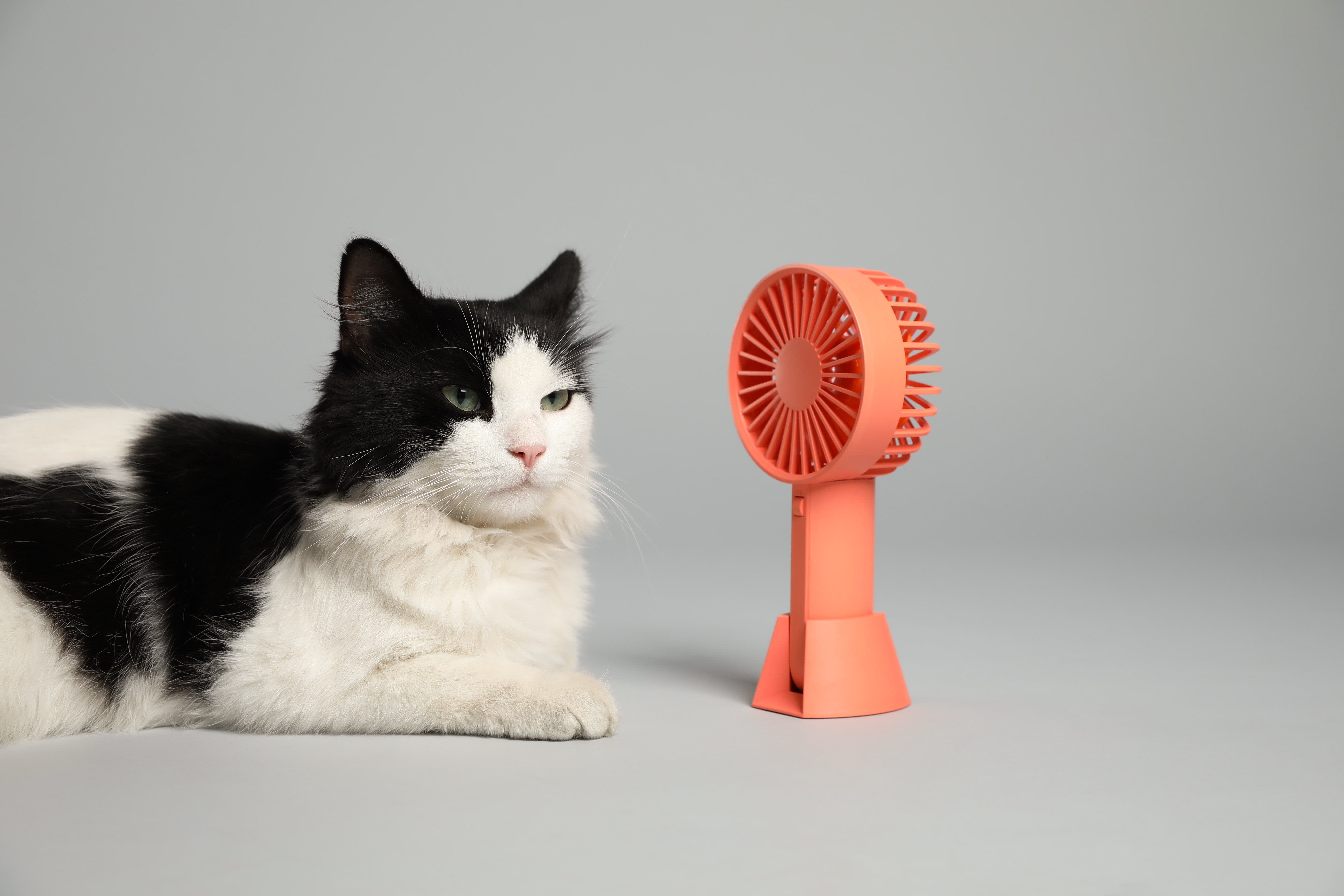 Summer Weather Care Guide For Cats: How Can I Take Care Of My Cat In The Warm Weather