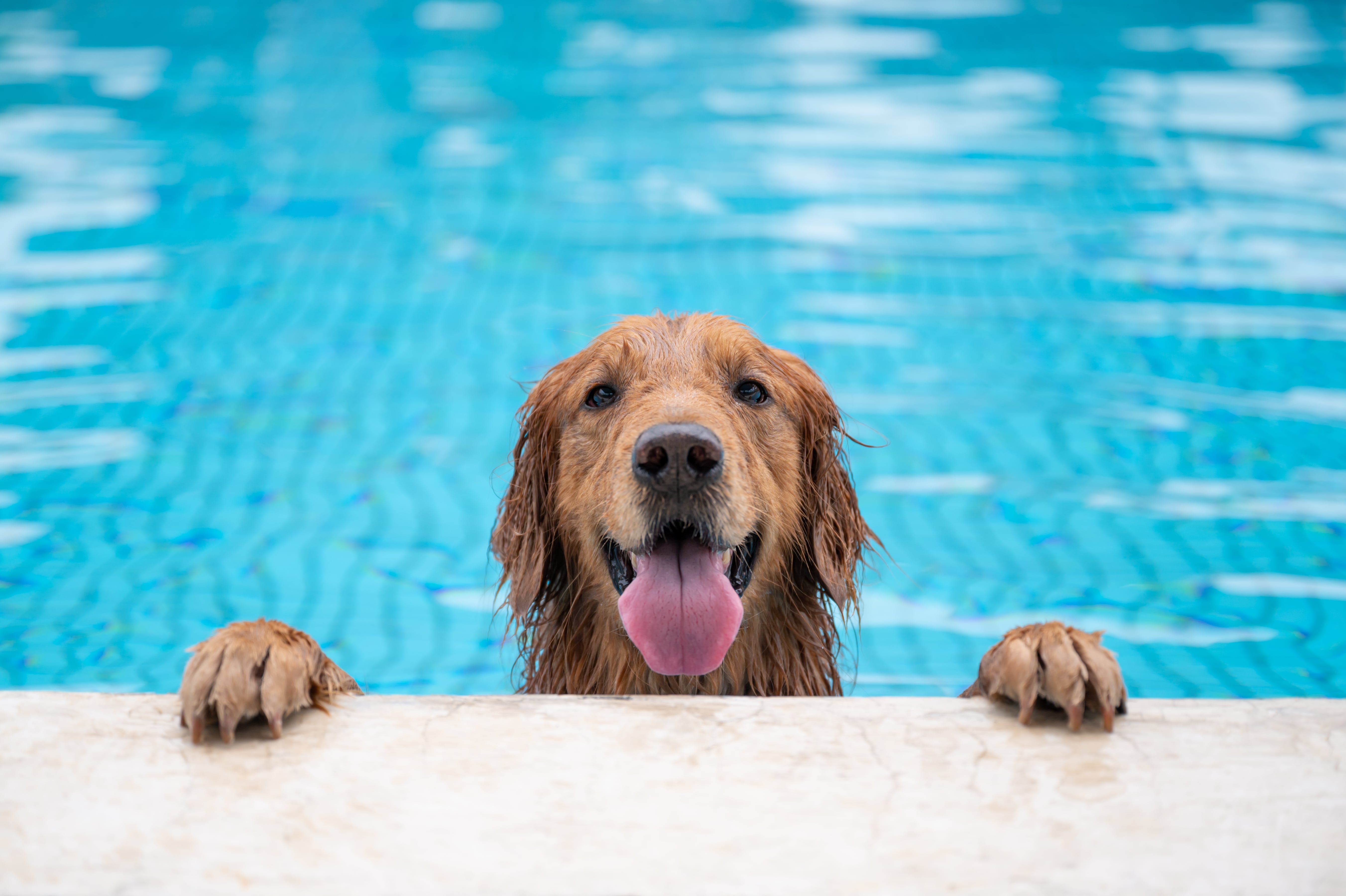 How to Prevent Heatstroke in Dogs