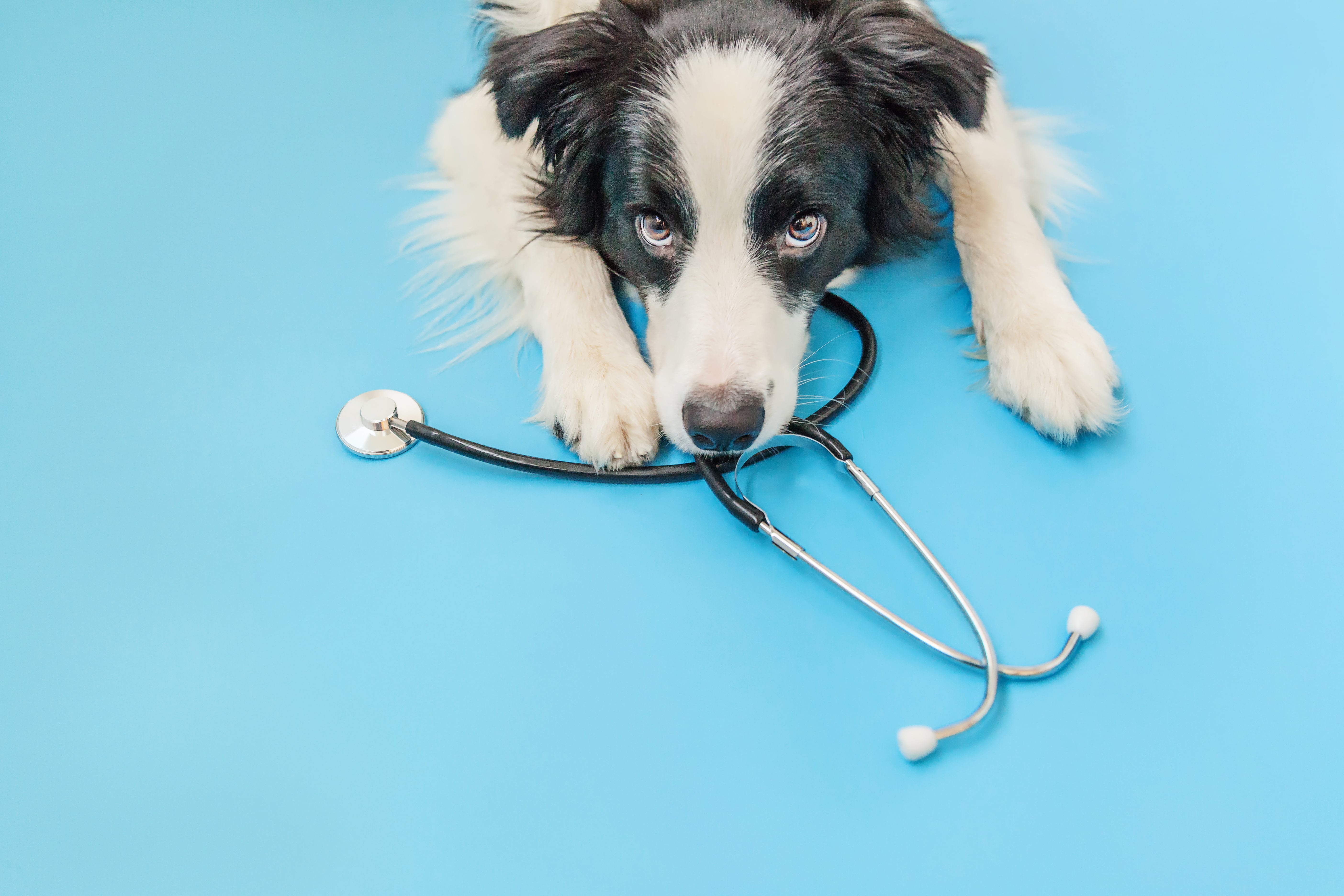 Competition and Markets Authority (CMA) Report 2025: What It Could Mean For Pet Owners?