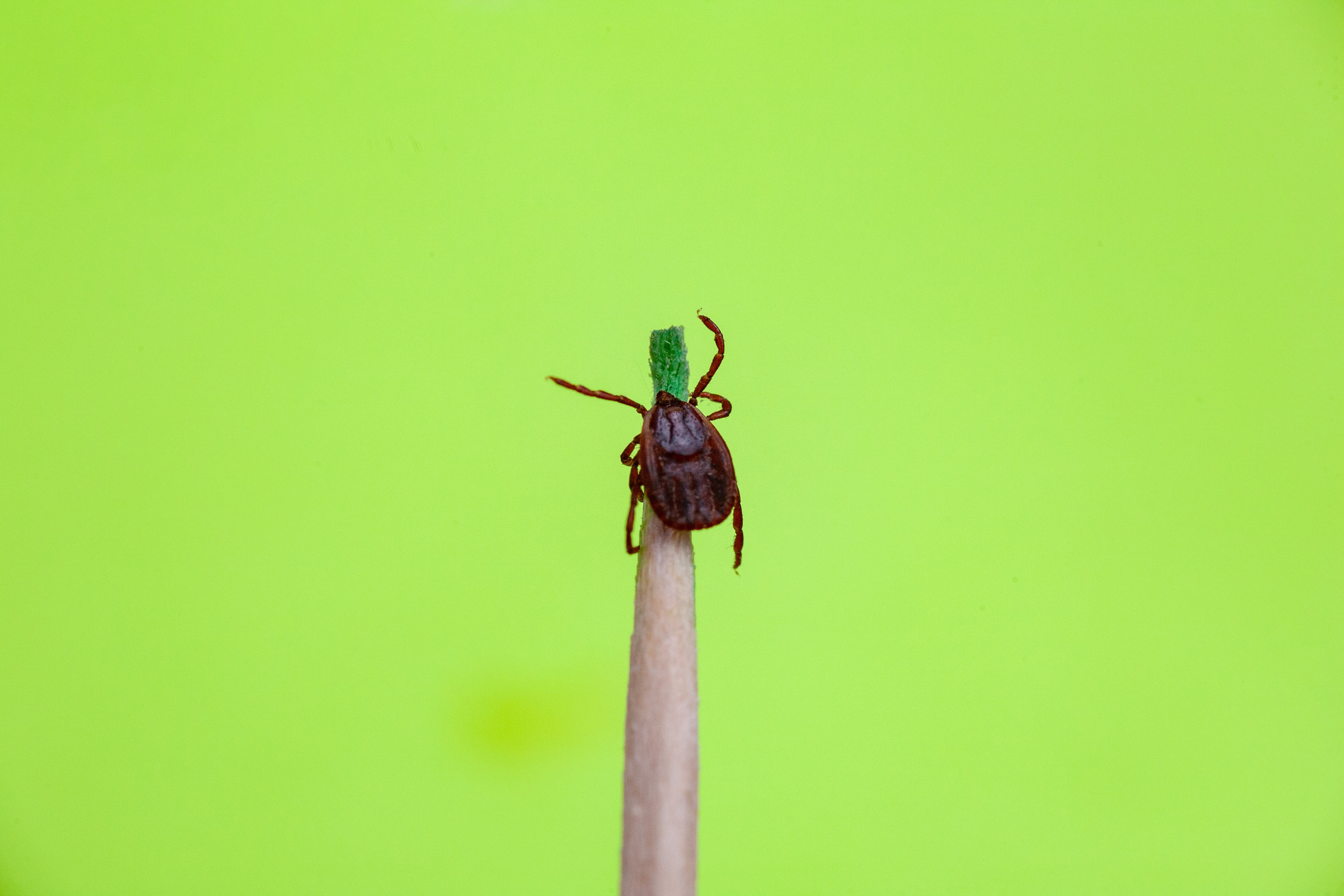 A Beginner's Guide to Harvest Mites in Dogs and Cats