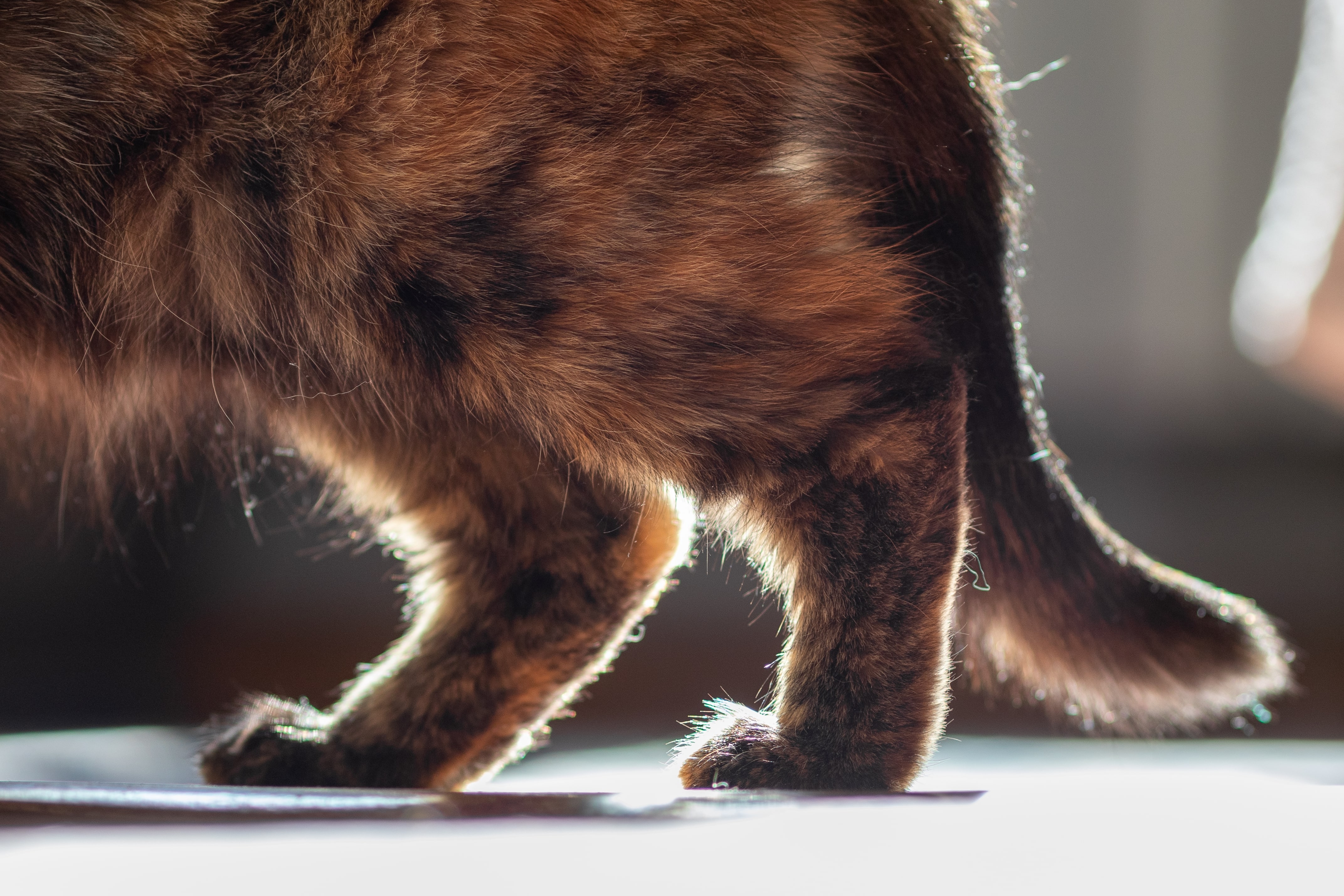 Winter Joint Pain in Cats: How Cold Weather Affects Arthritis in Cats (and How To Help Them)