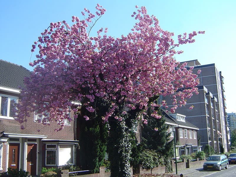 Huizen in Enschede