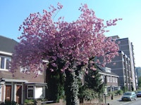 real estate agent in Enschede