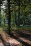 Gemert