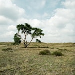 Dieren