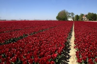 De beste real estate agents in Flevoland