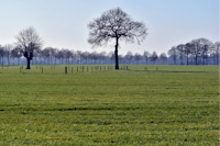Rijen