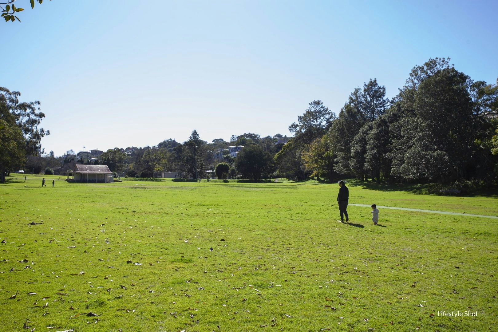 Image of grass