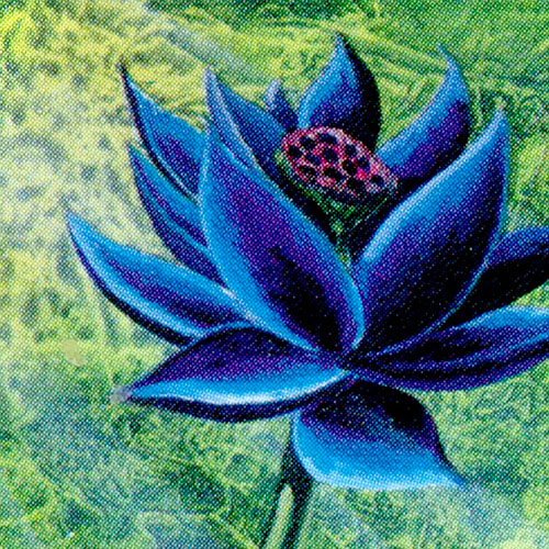 Black Lotus