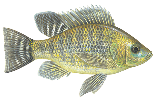 Tilapia Feed – High Growth, Low Mortality, Best FCR | High value aq