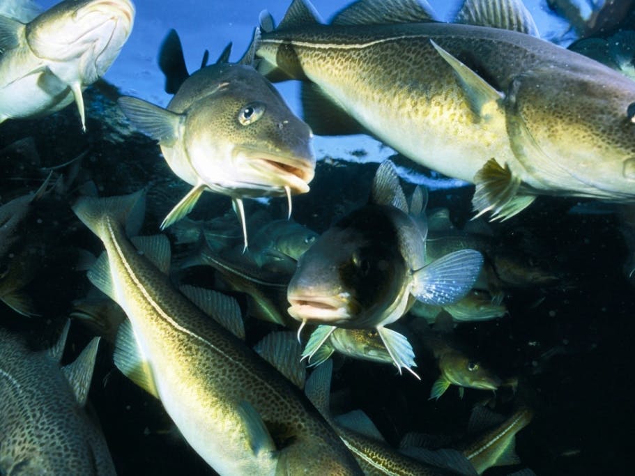 Alabama's Cod Fish Aller Aqua | Atlantic Cod Aquaculture – Healthy Growth & Excellent...