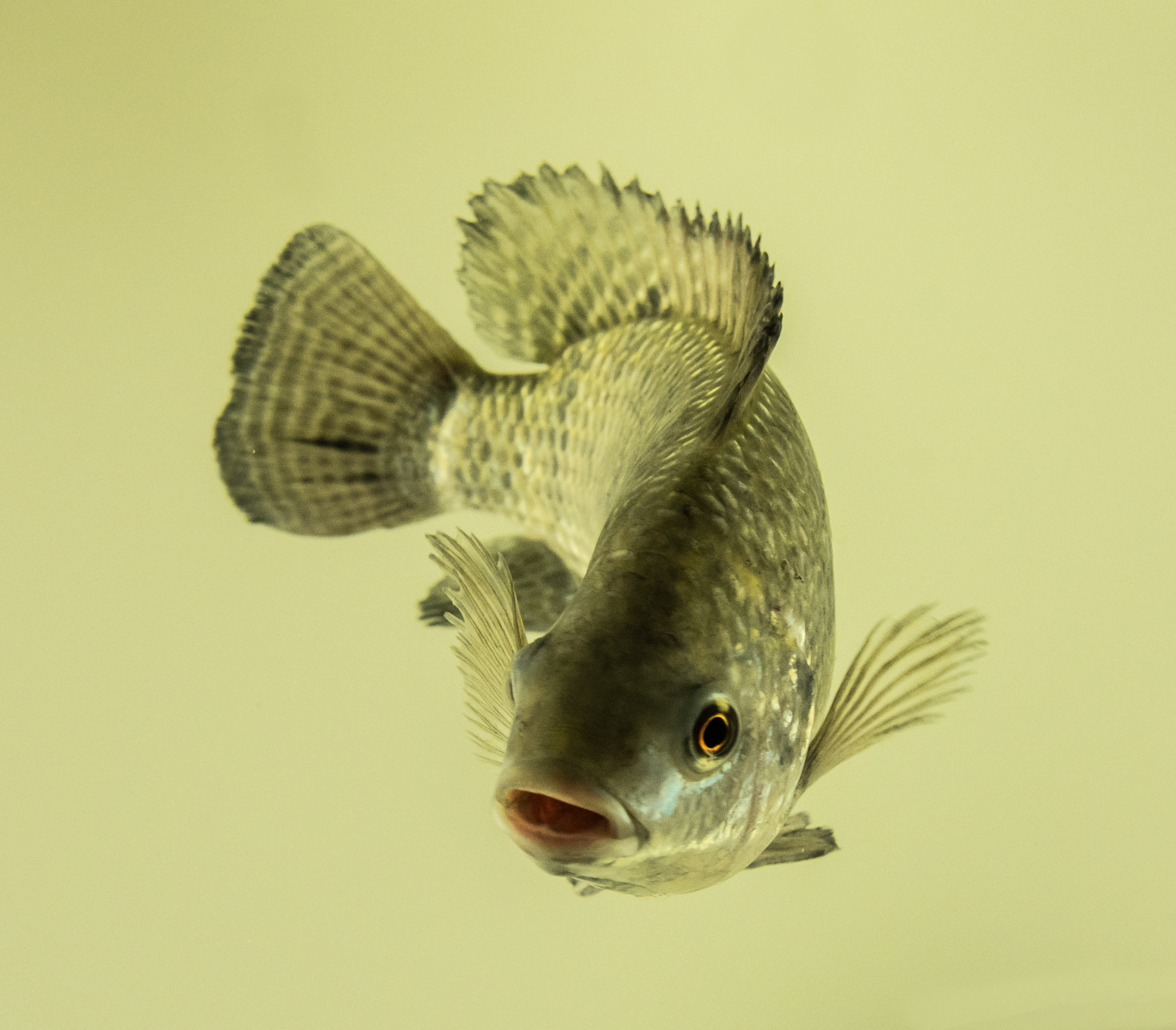 Tilapia Feed – High Growth, Low Mortality, Best FCR | High value aq...