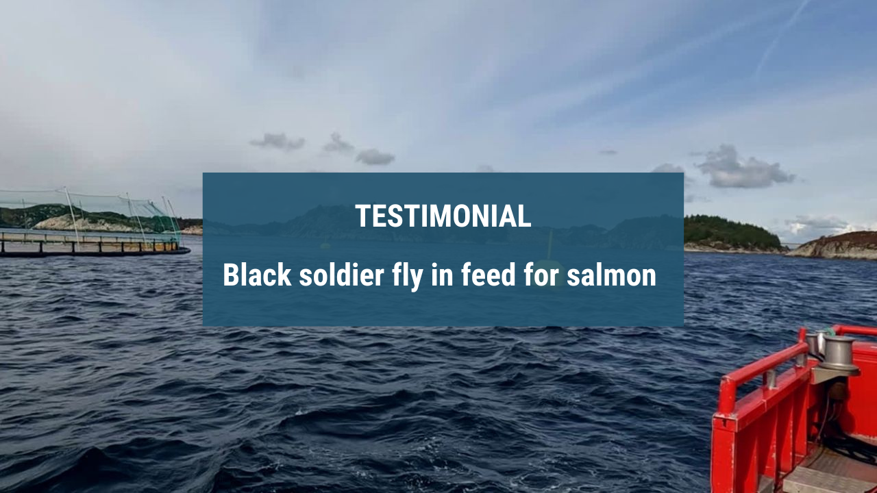 Black soldier fly feed