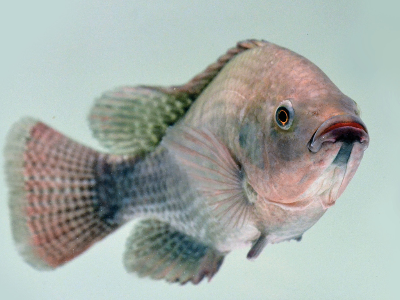 Aller Aqua Tilapia feeds_fish specie_AAResearch photo_use fish outline