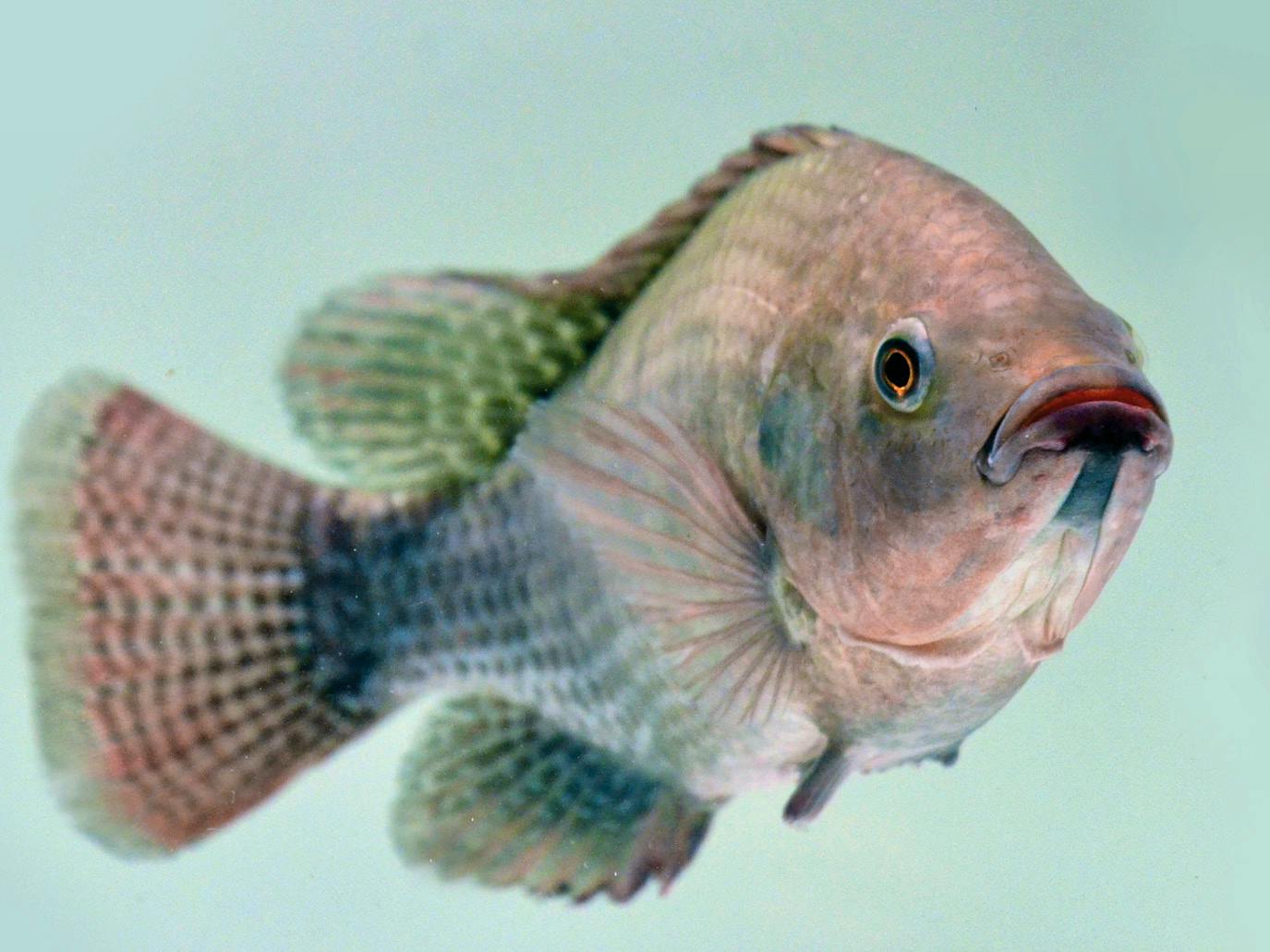 Aller Aqua Tilapia feeds_fish specie_AAResearch photo_use fish outline