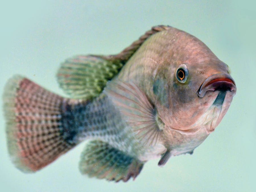 Aller Aqua Tilapia feeds_fish specie_AAResearch photo_use fish outline