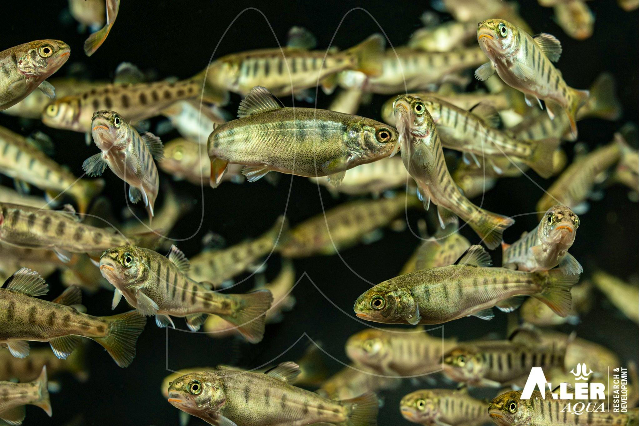 Rainbow trout_Aller Aqua Research logo_fish outline