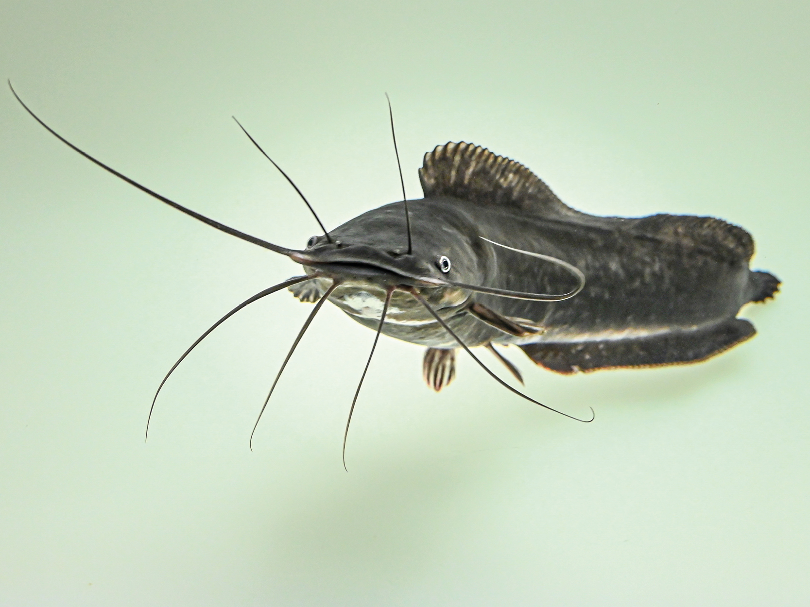 Aller Aqua feed for African catfish_Photo by Aller Aqua Research_use watermark