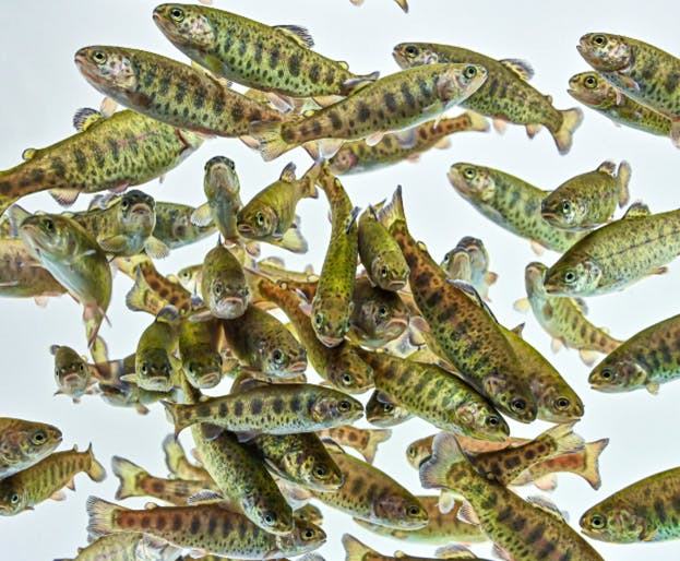 Aller Aqua_rainbow trout_sustainability on the menu