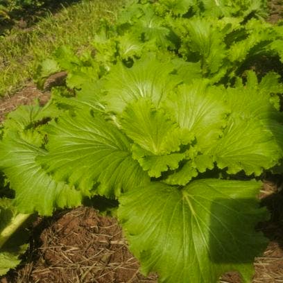 Creation of garden_Aller Aqua Zambia_giving hope_sustainability
