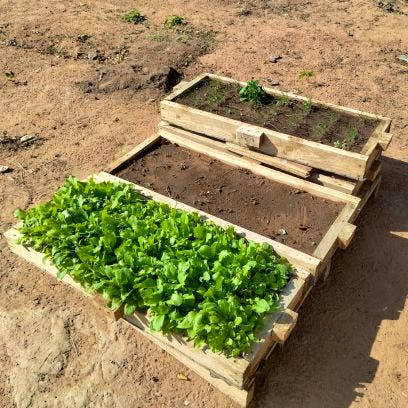 Creation of garden_Aller Aqua Zambia_giving hope_sustainability