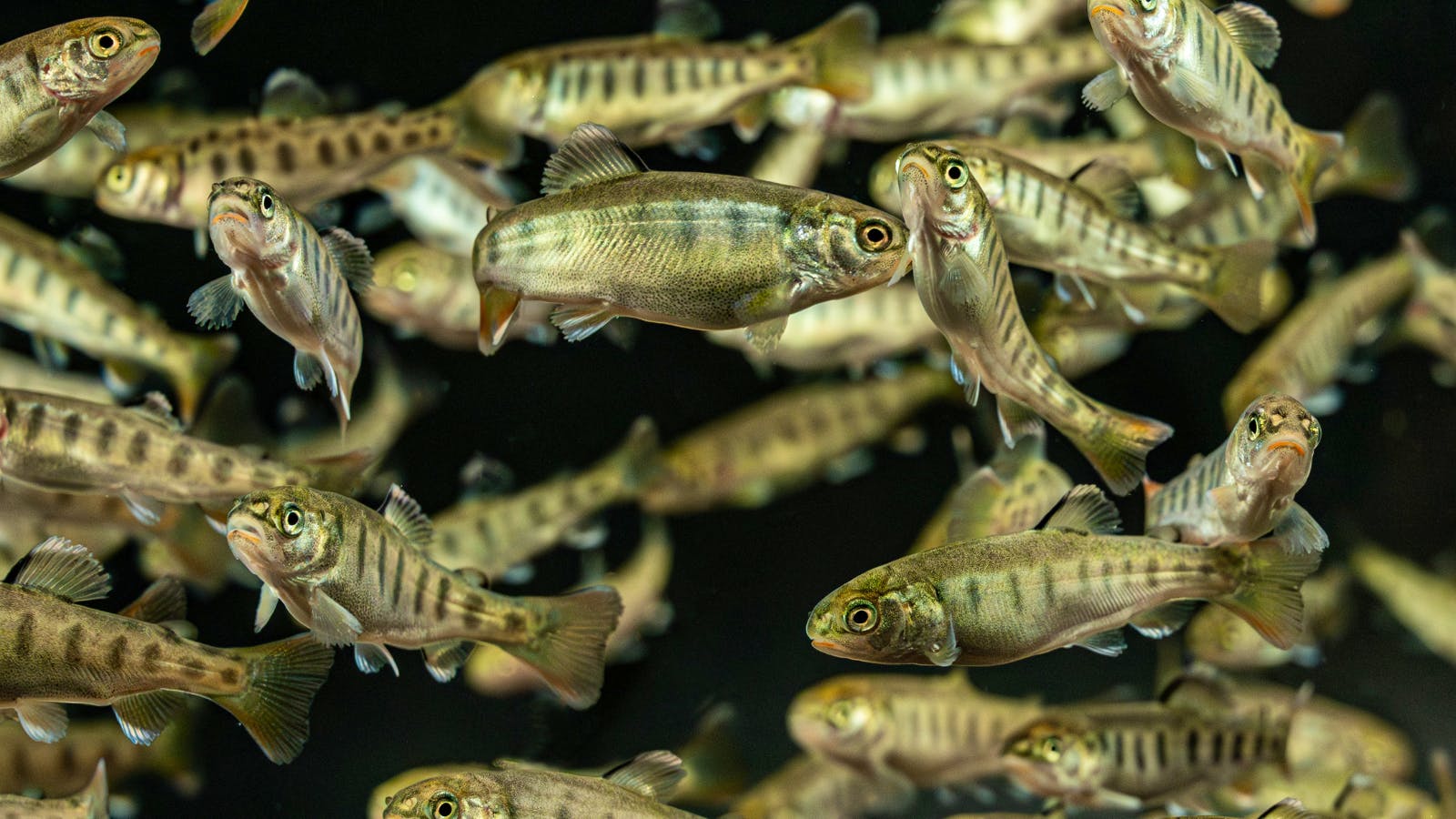 Rainbow trout fry_Successful from the start_modern fry feeds
