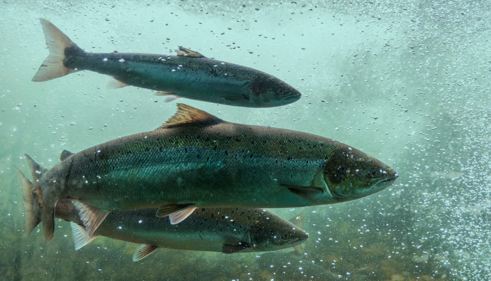 Aller Aqua feed for salmon