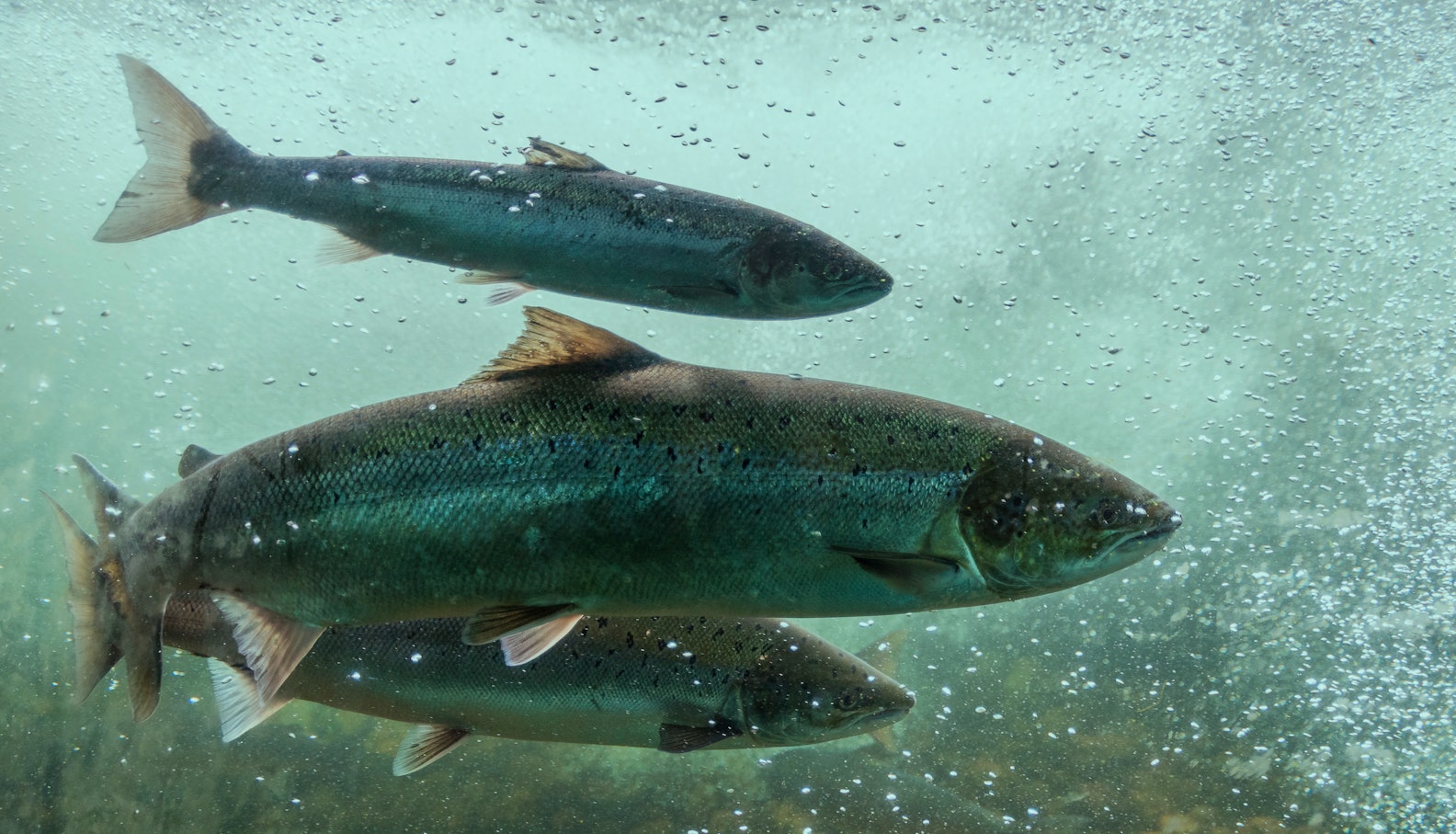 Aller Aqua feed for salmon