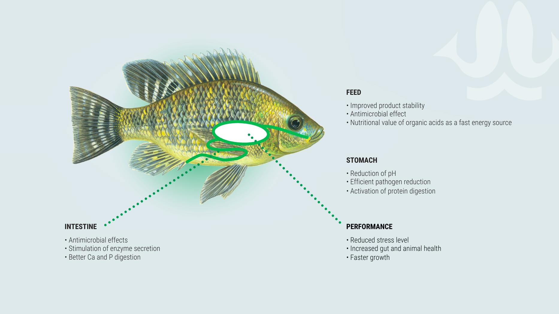 Aller Aqua Anti stress feeds_Tilapia