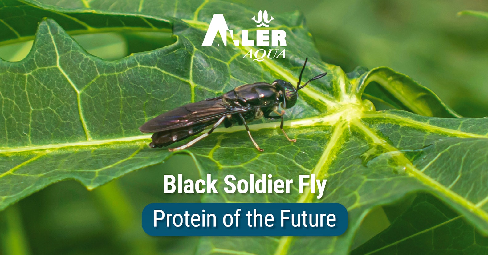 Black soldier fly meal in feed for aquaculture_protein of the future