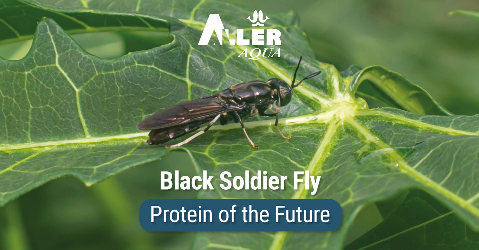 Black soldier fly meal in feed for aquaculture_protein of the future