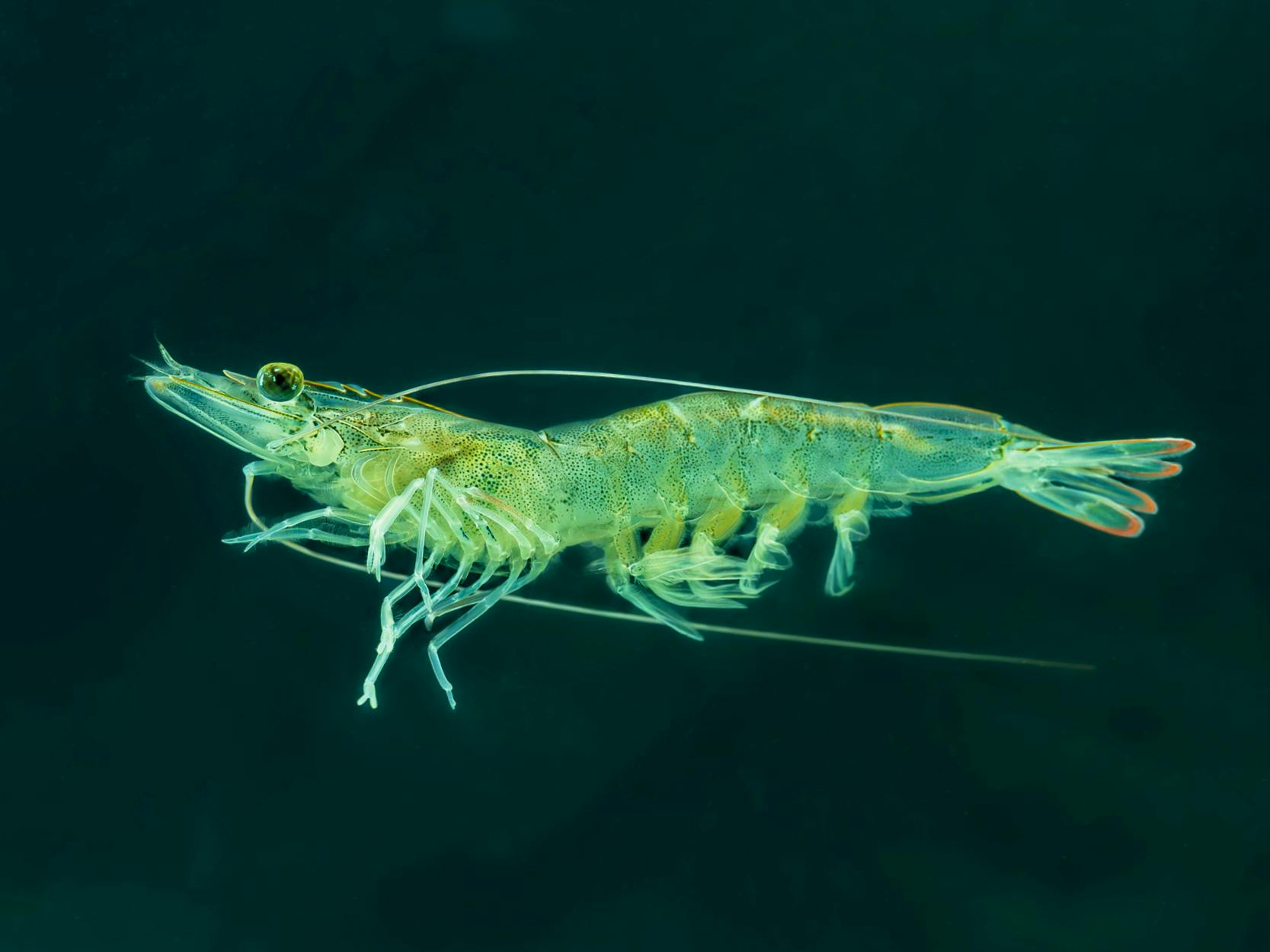 Premium RAS shrimp feed: VDS and Aller Aqua collaboration