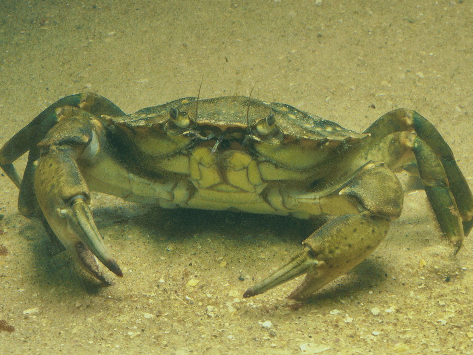 Research project with carcinus maenas crabs