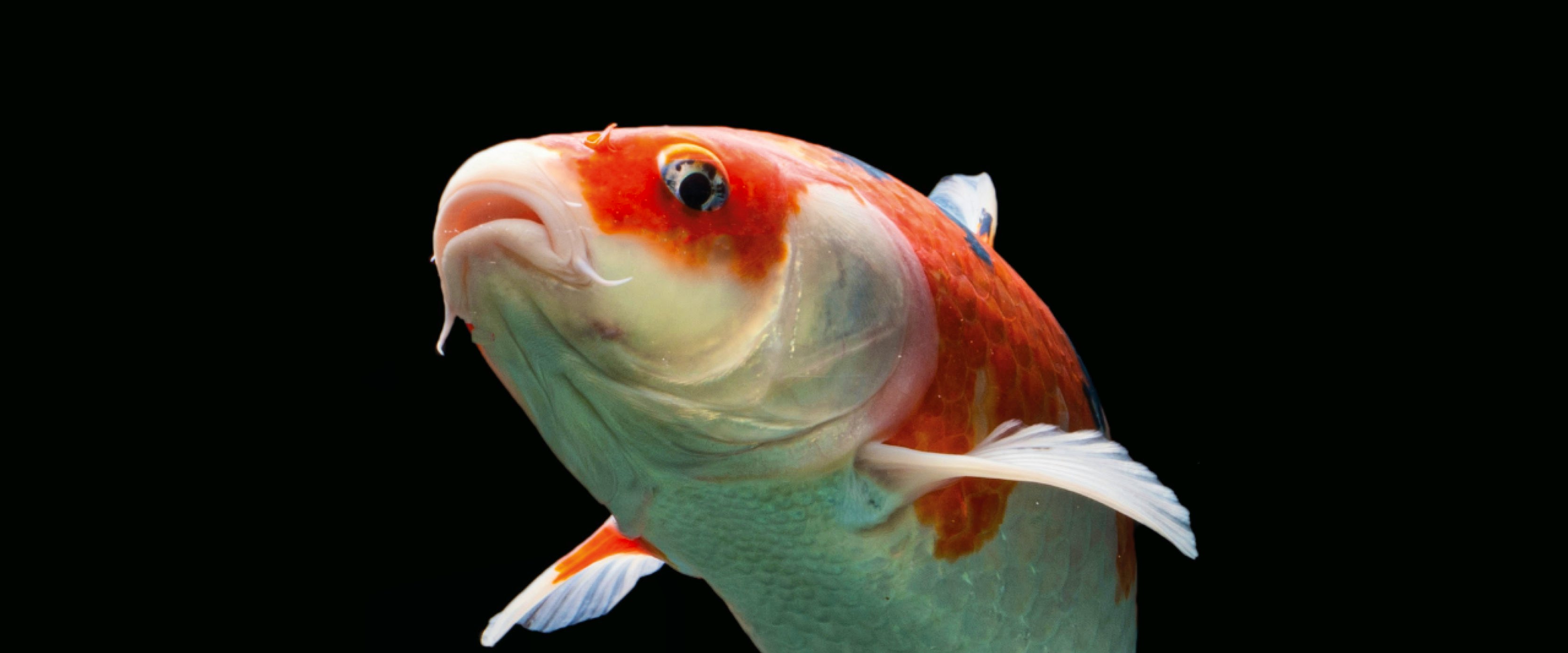 Koi_ornamental fish Aller Aqua ornamental feeds
