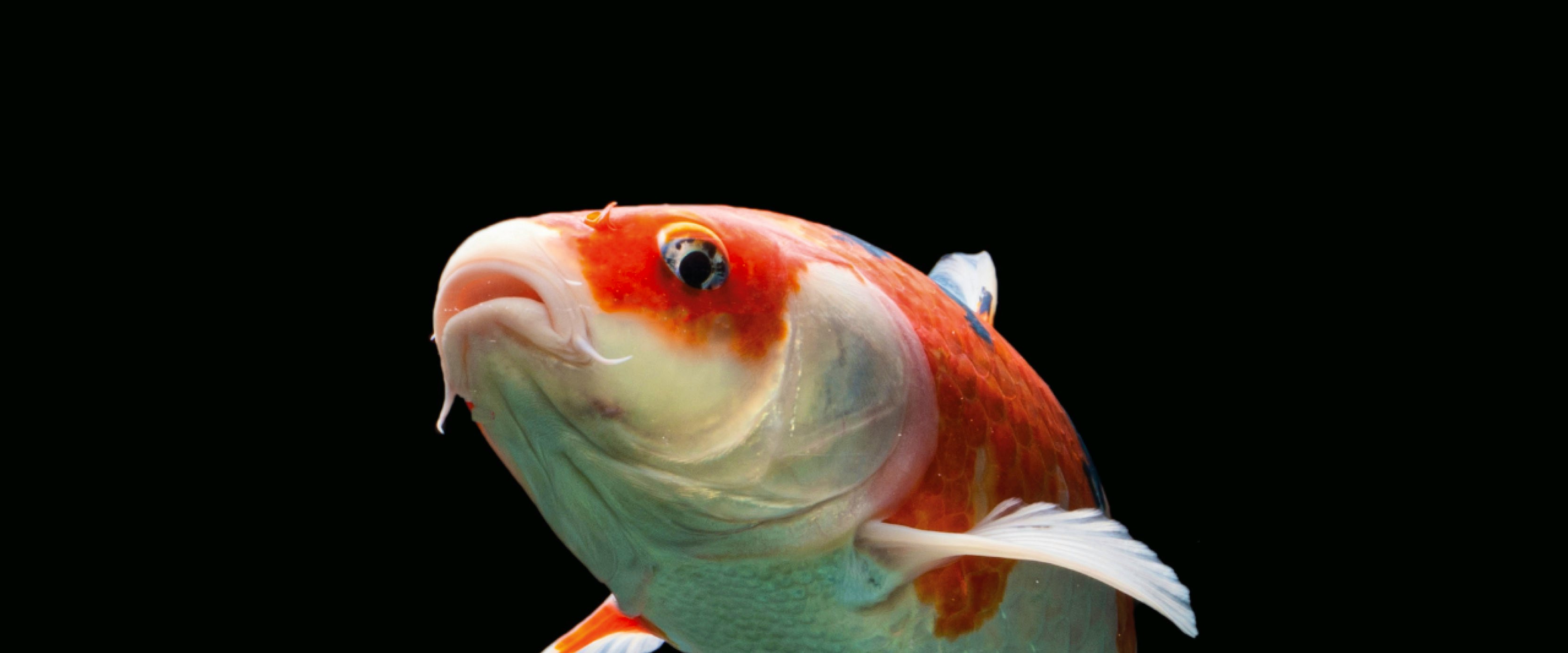 Koi_ornamental fish Aller Aqua ornamental feeds