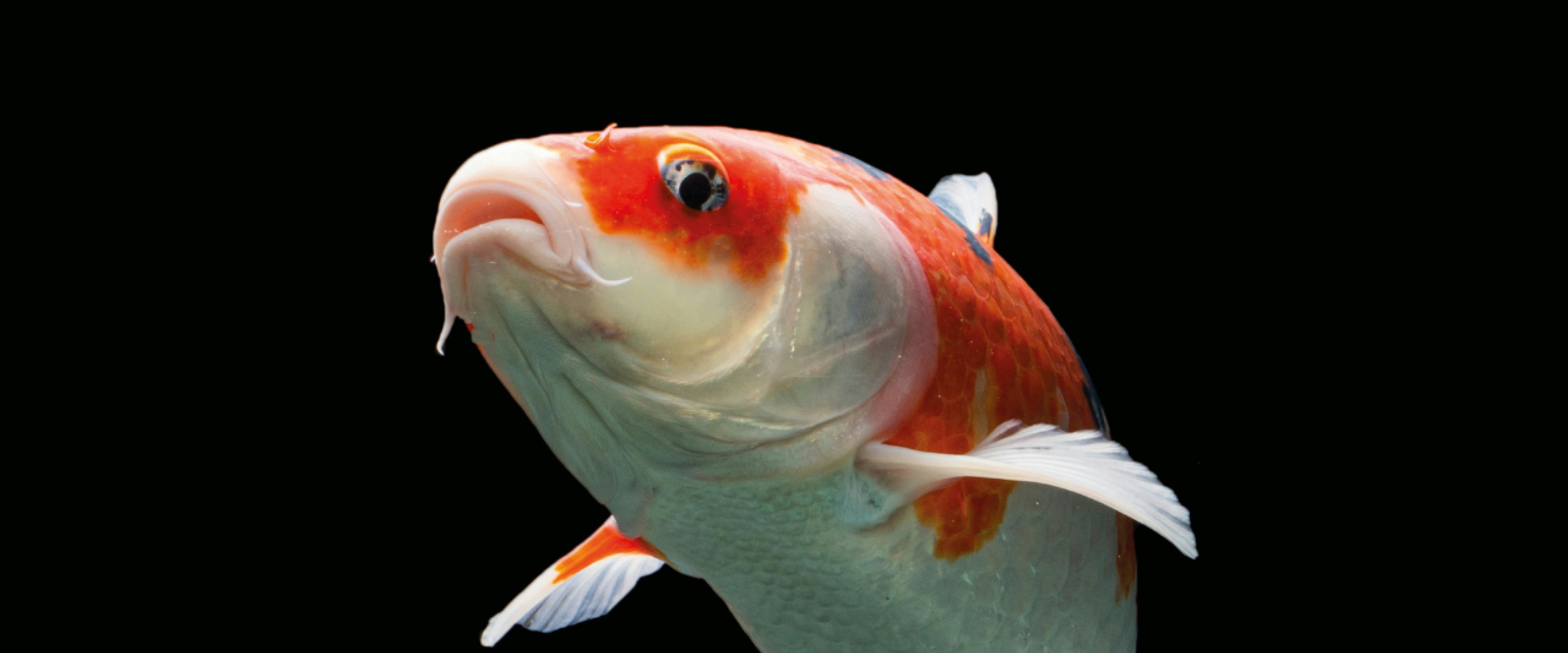 Koi_ornamental fish Aller Aqua ornamental feeds