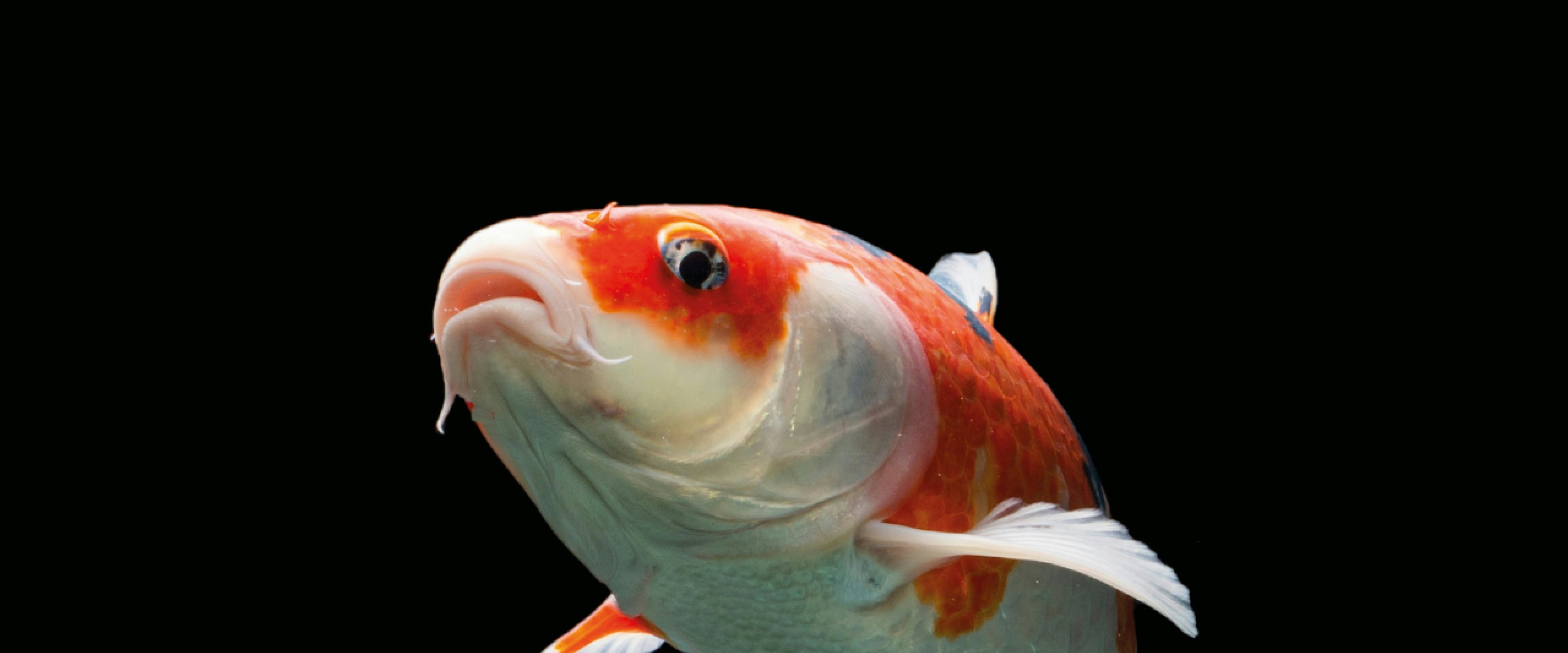 Koi_ornamental fish Aller Aqua ornamental feeds