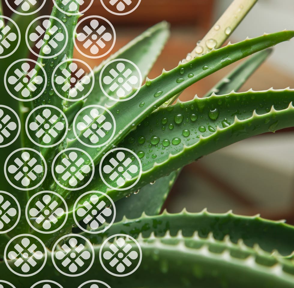 Eltraself logo abstract with aloe plant