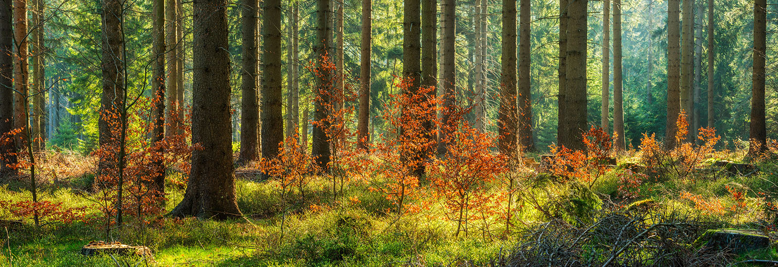 Forest during autumn.
