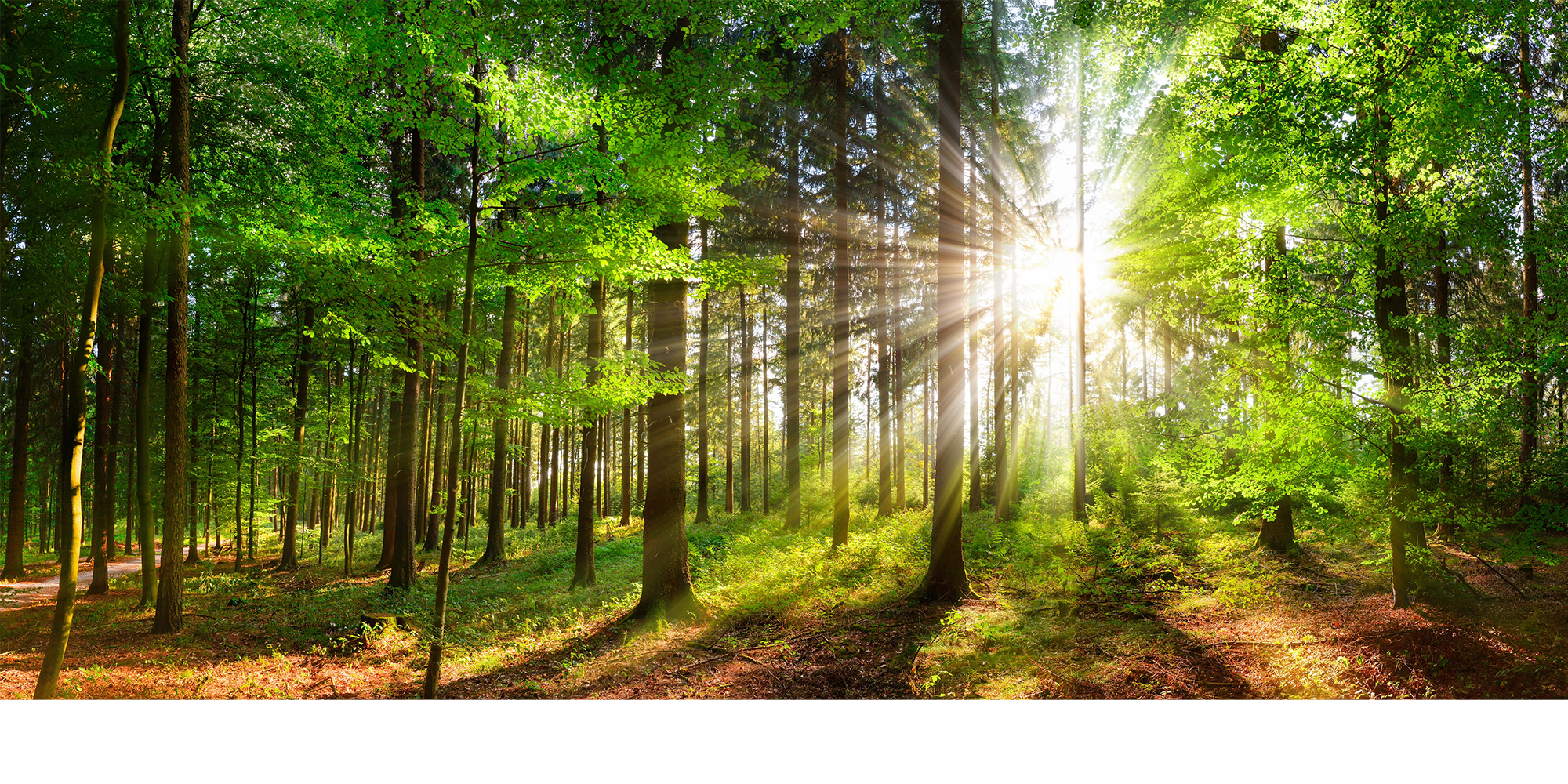 Image of a sunny forest.