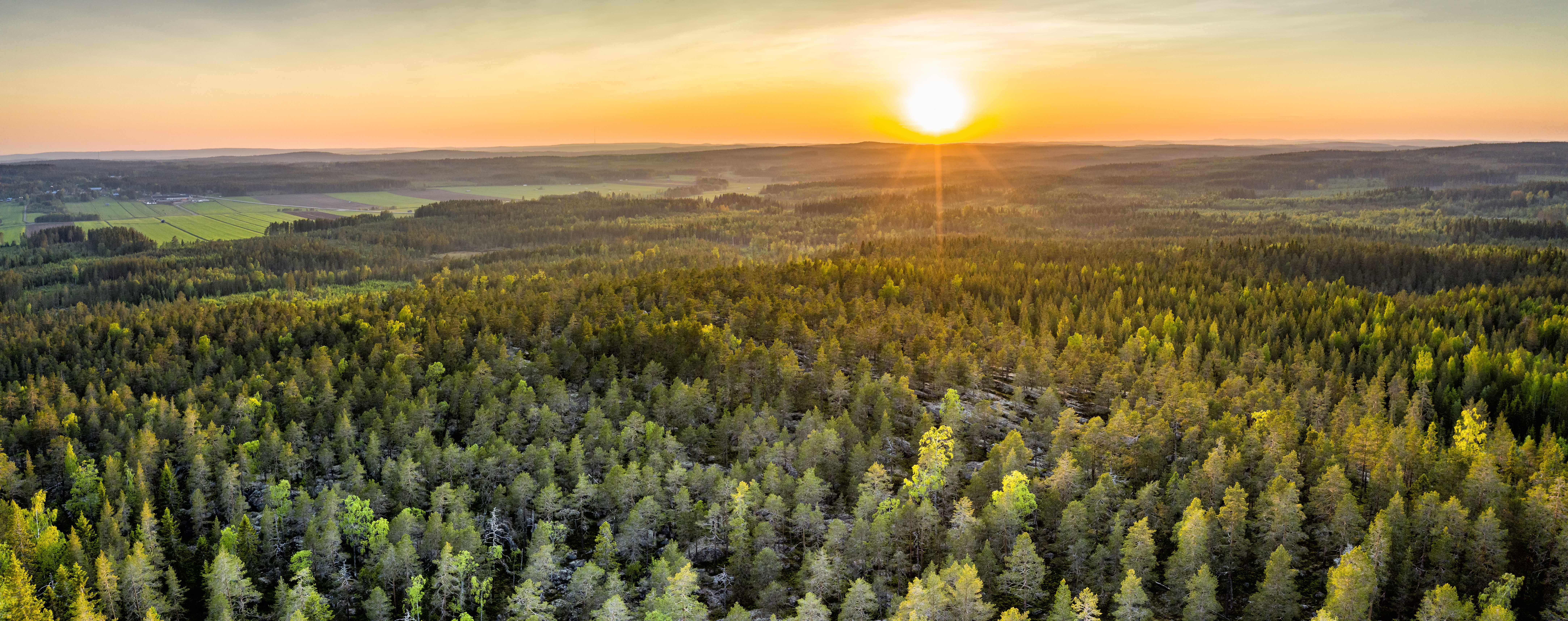 sunrise over forest in North Sweden