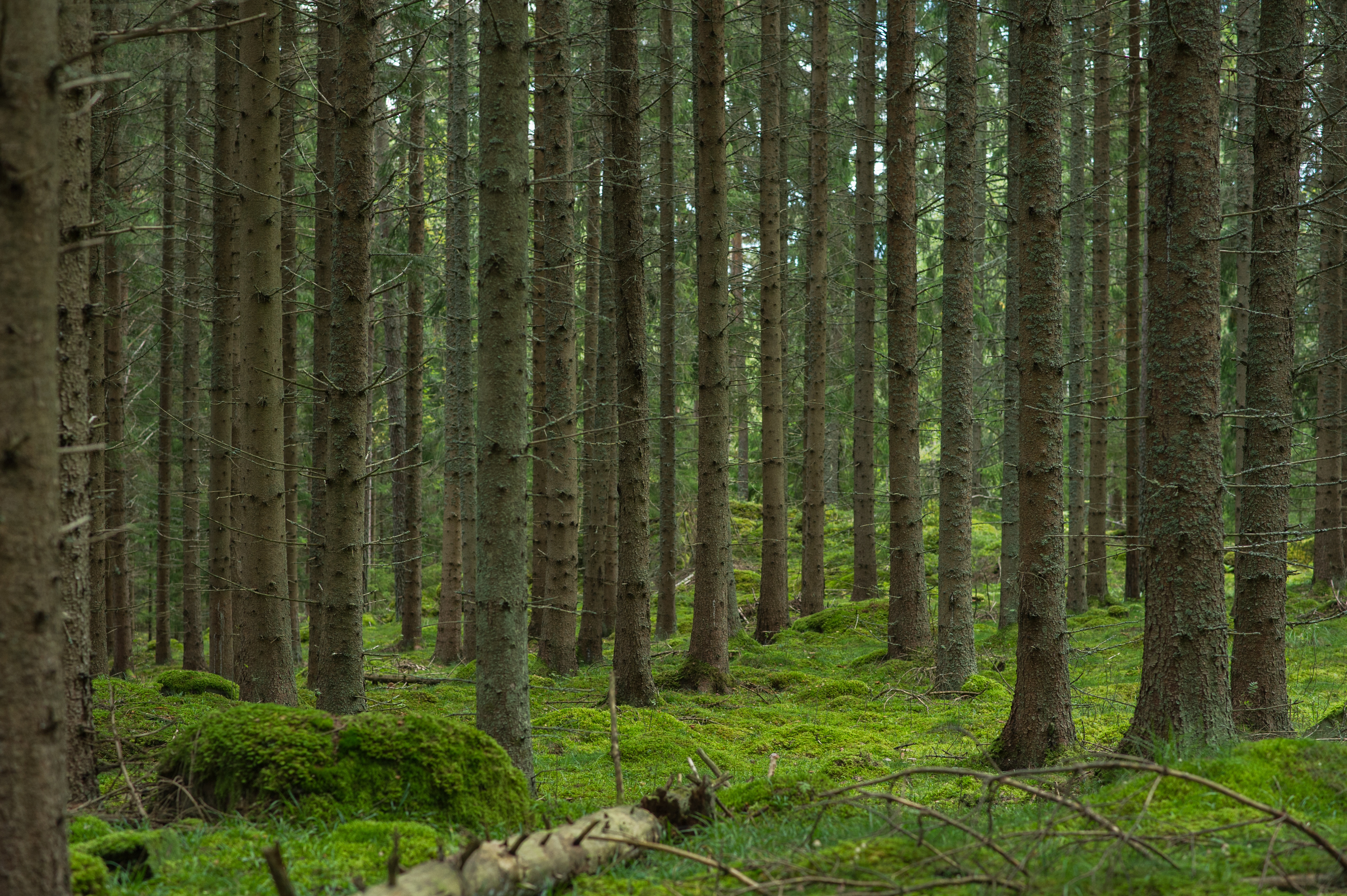 Svensk skog