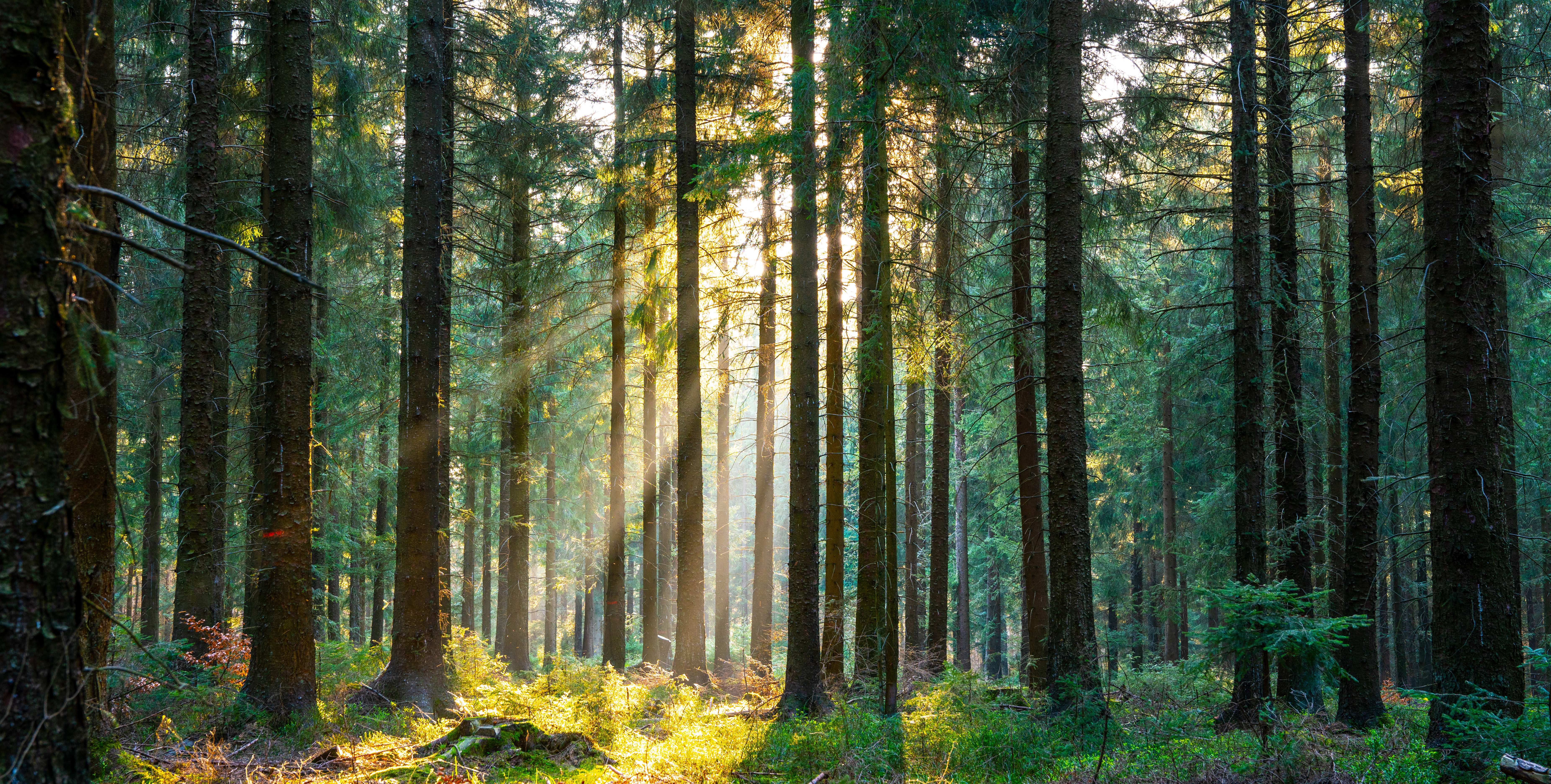 skog