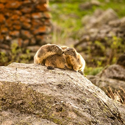 marmottes-meribel