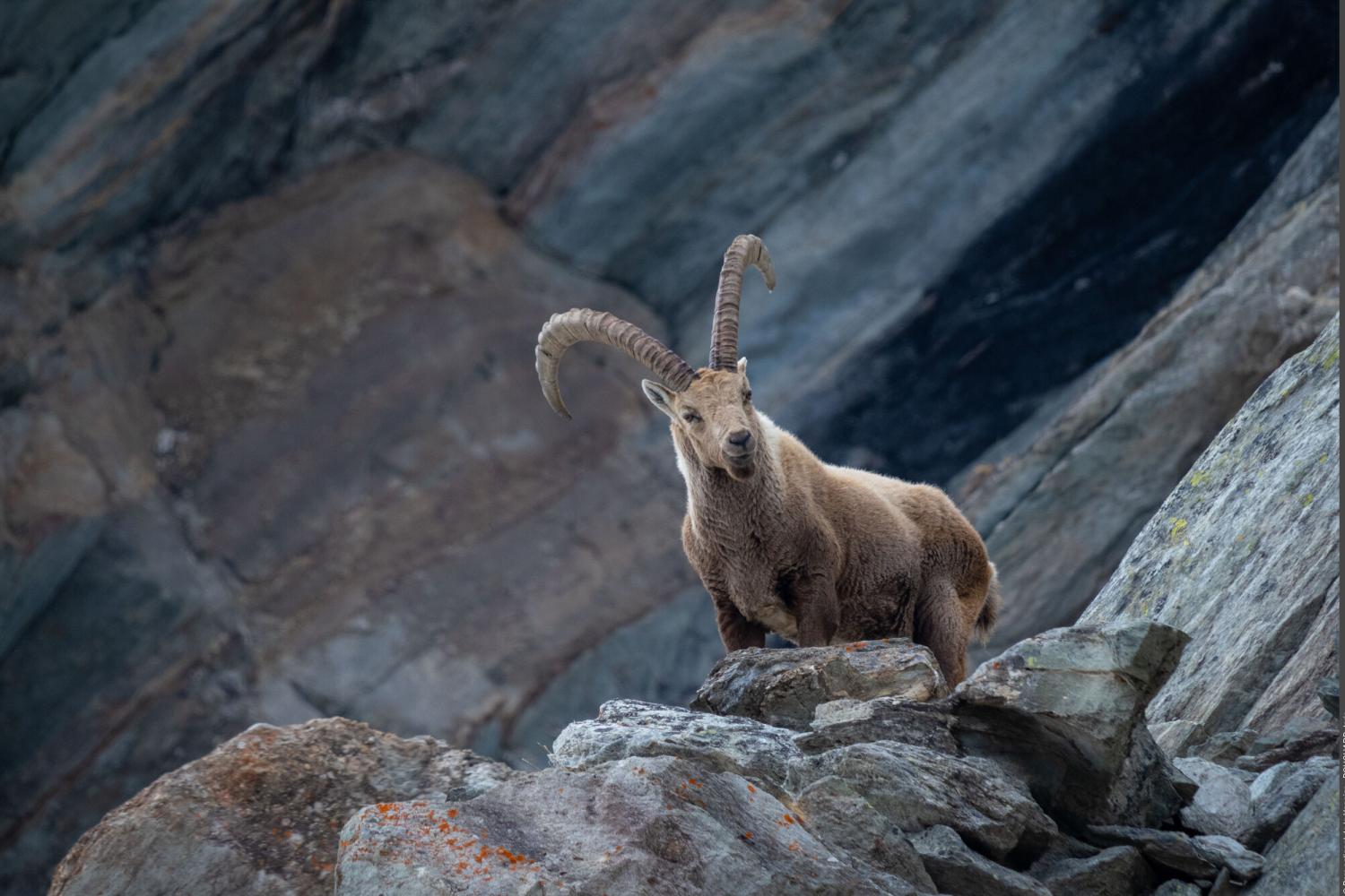 bouquetin-parc-vanoise