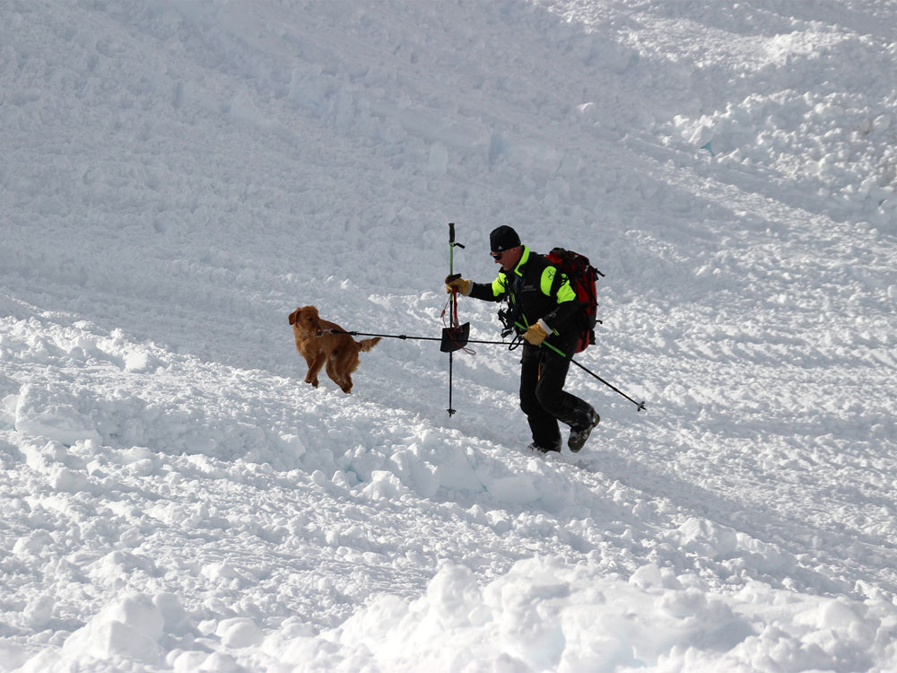 An experience with avalanche rescue dogs